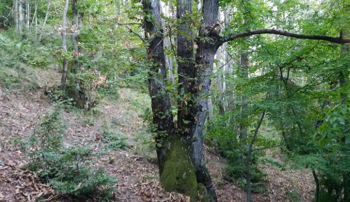LA CASTAGNA “MUNNAREDDA” DI TRAMUTOLA