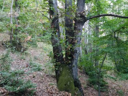 LA CASTAGNA “MUNNAREDDA” DI TRAMUTOLA