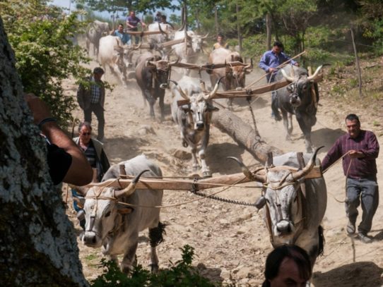 LA FESTA DEL MAGGIO DI ACCETTURA