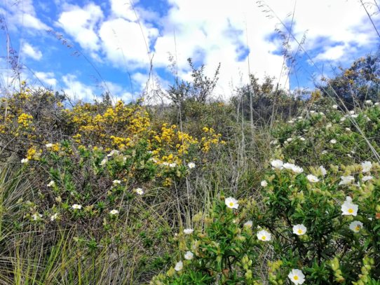 RESPIRO DI PRIMAVERA